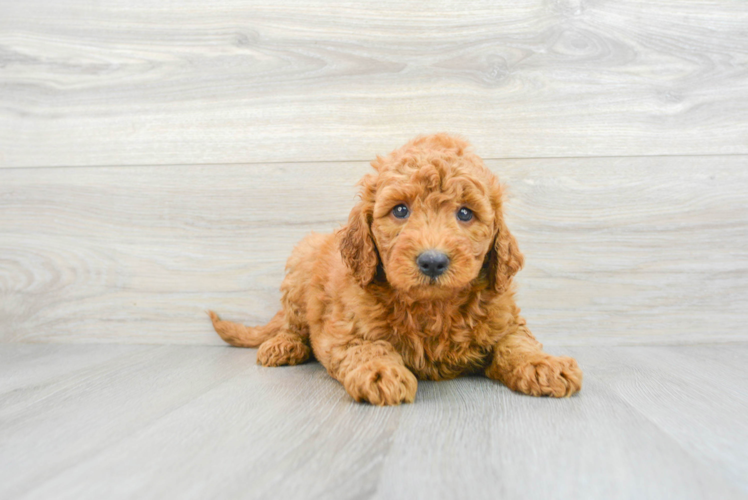 Mini Goldendoodle Puppy for Adoption