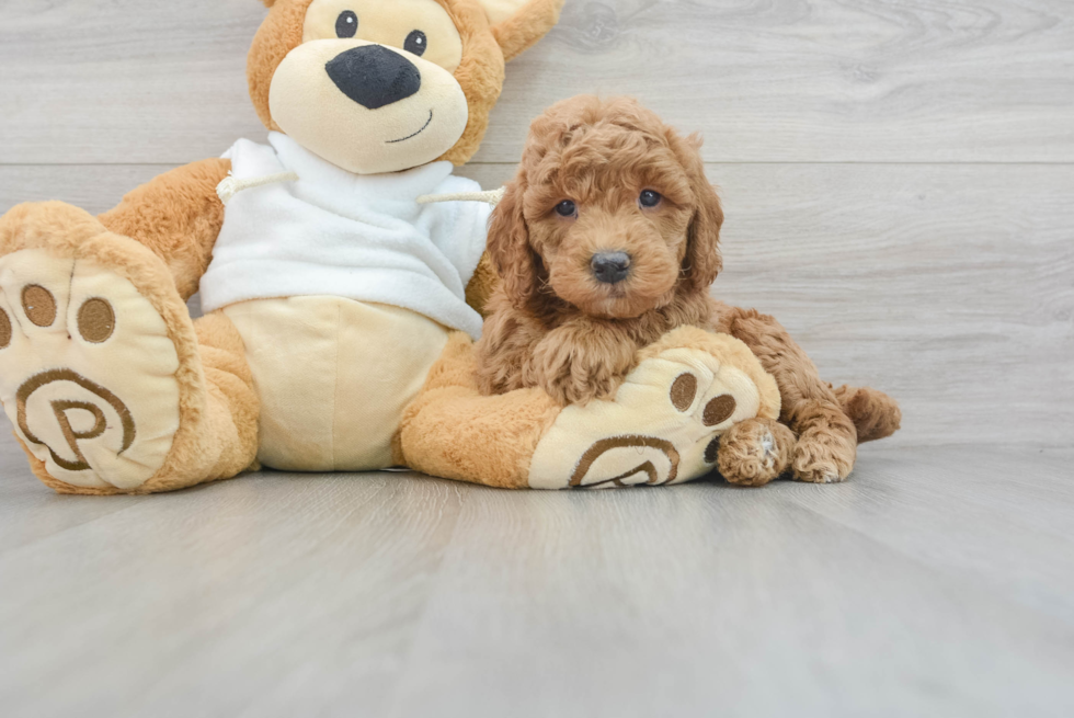 Mini Goldendoodle Pup Being Cute