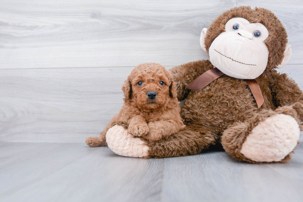 Little Golden Retriever Poodle Mix Puppy