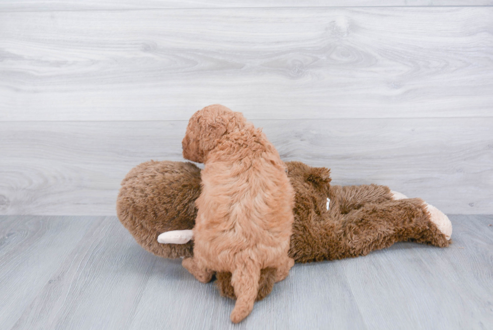 Little Golden Retriever Poodle Mix Puppy