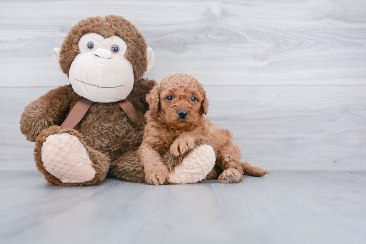 Mini Goldendoodle Puppy for Adoption