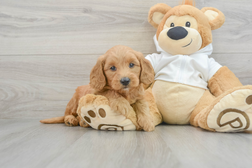 Playful Golden Retriever Poodle Mix Puppy