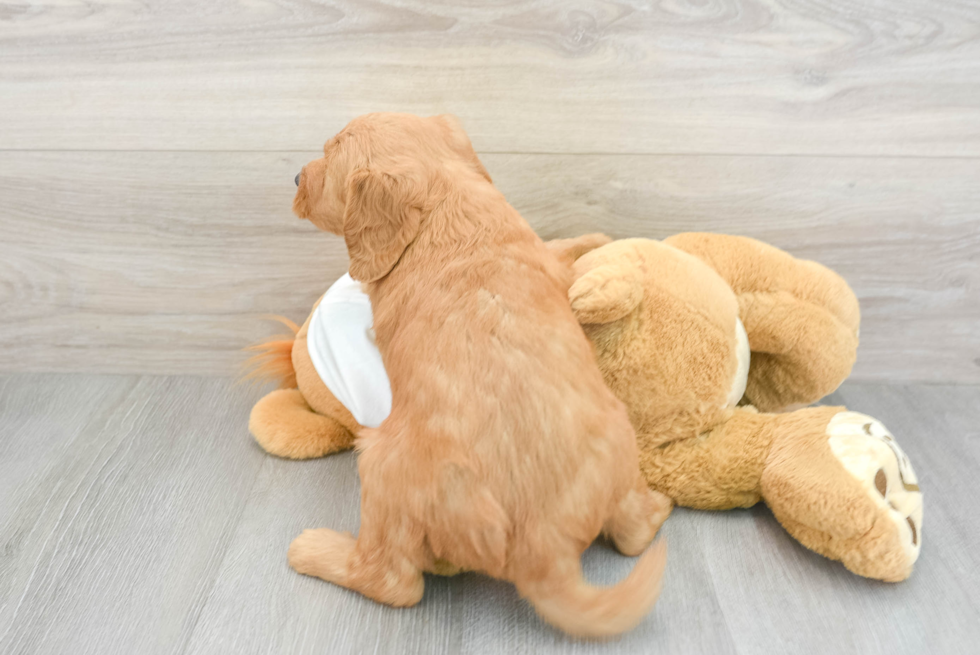 Small Mini Goldendoodle Baby