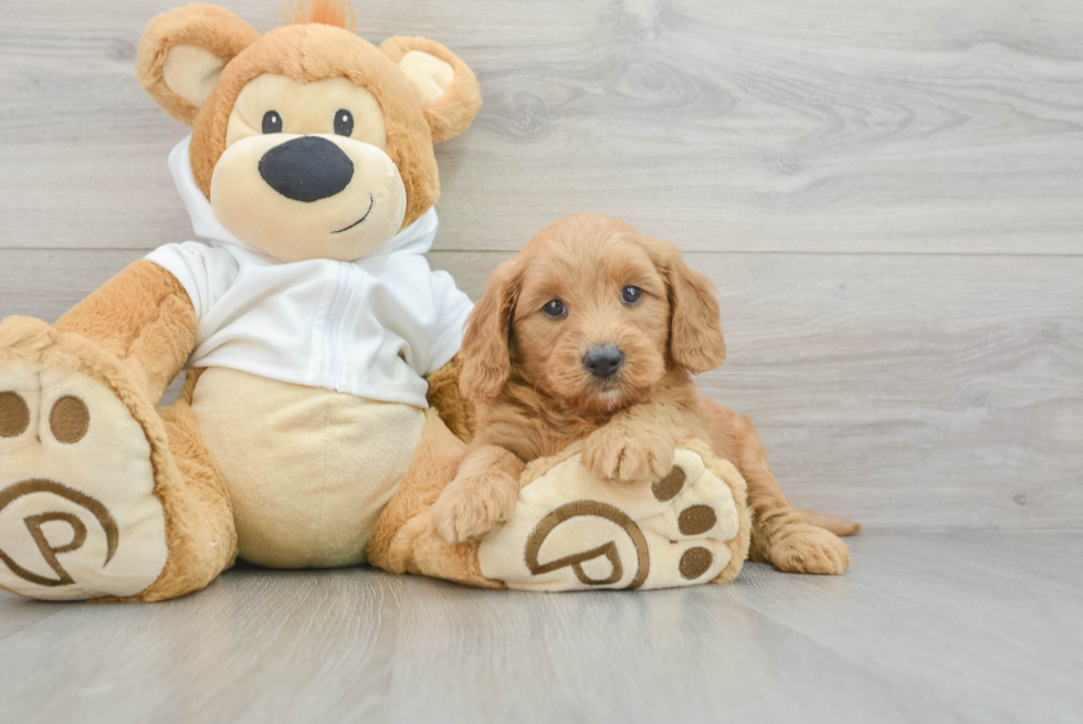 Cute Mini Goldendoodle Baby