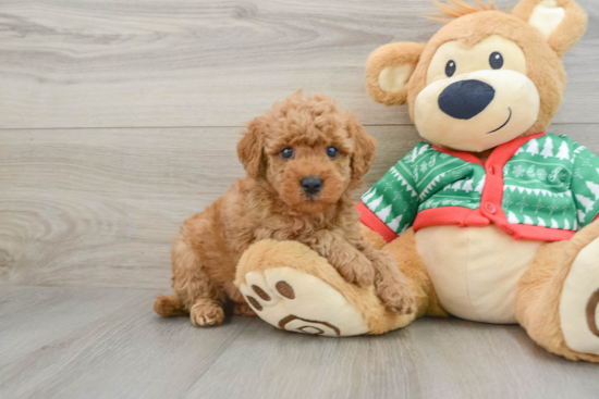 Petite Mini Goldendoodle Poodle Mix Pup