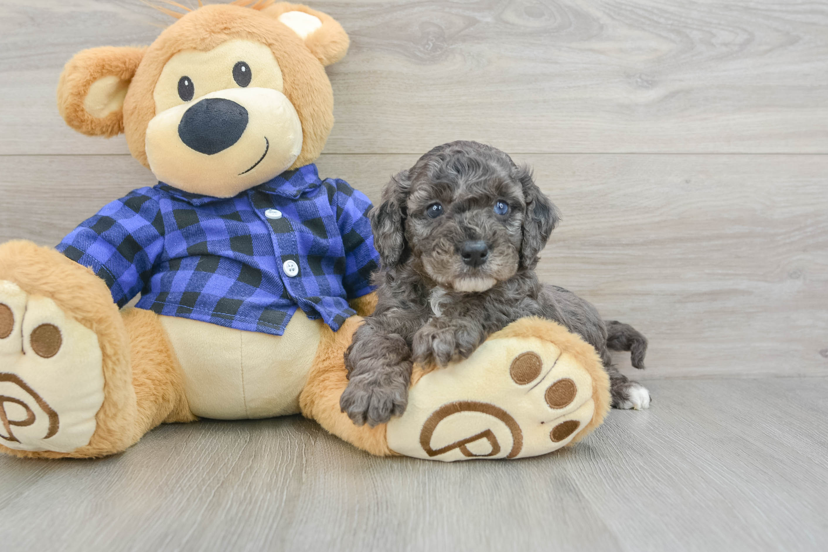 Small Mini Goldendoodle Baby