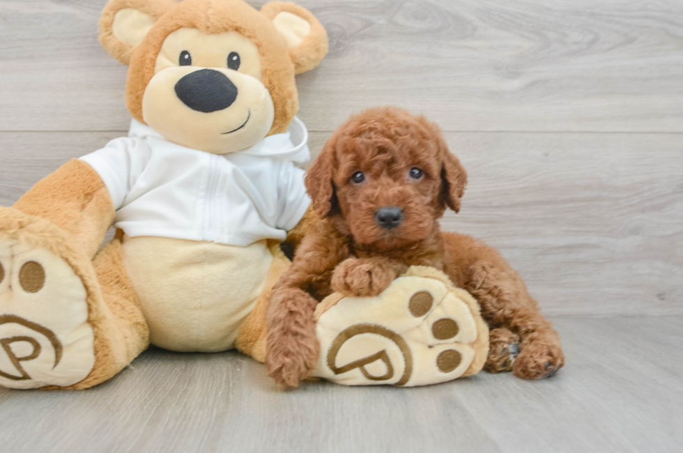 5 week old Mini Goldendoodle Puppy For Sale - Premier Pups