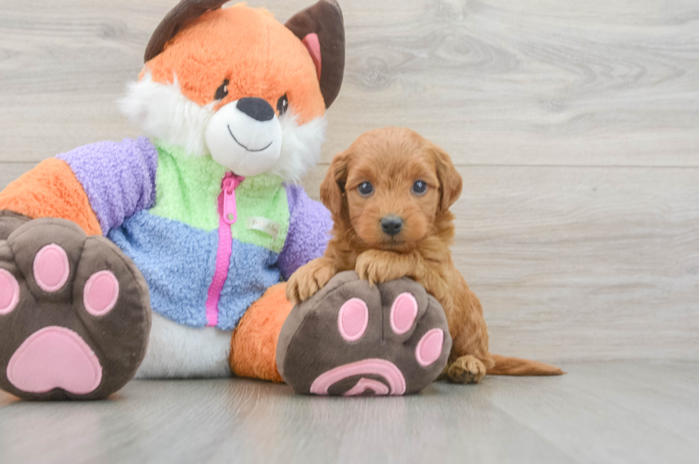 5 week old Mini Goldendoodle Puppy For Sale - Premier Pups