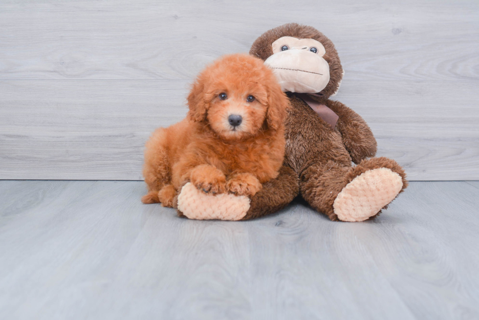 Happy Mini Goldendoodle Baby