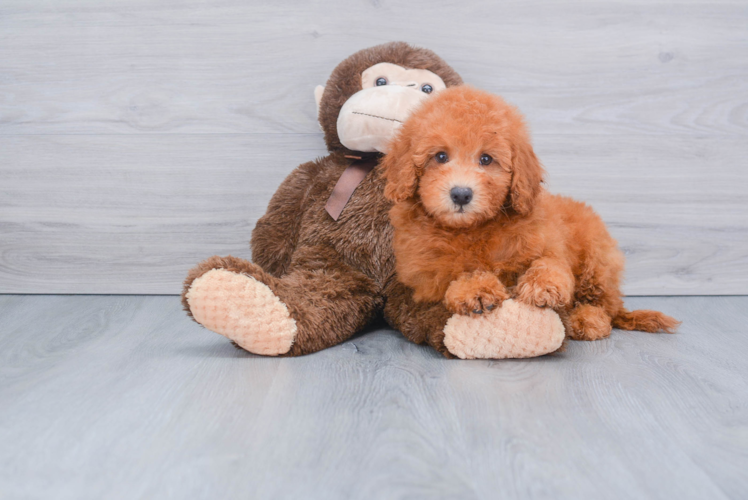 Mini Goldendoodle Puppy for Adoption