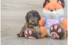 Mini Goldendoodle Puppy for Adoption