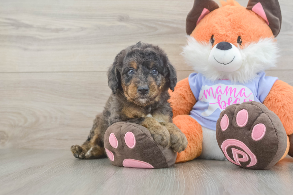 Mini Goldendoodle Puppy for Adoption