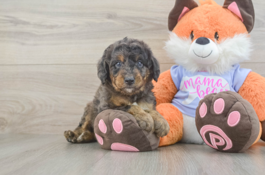 Mini Goldendoodle Puppy for Adoption