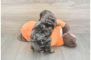 Small Mini Goldendoodle Baby