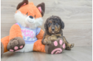 Mini Goldendoodle Puppy for Adoption
