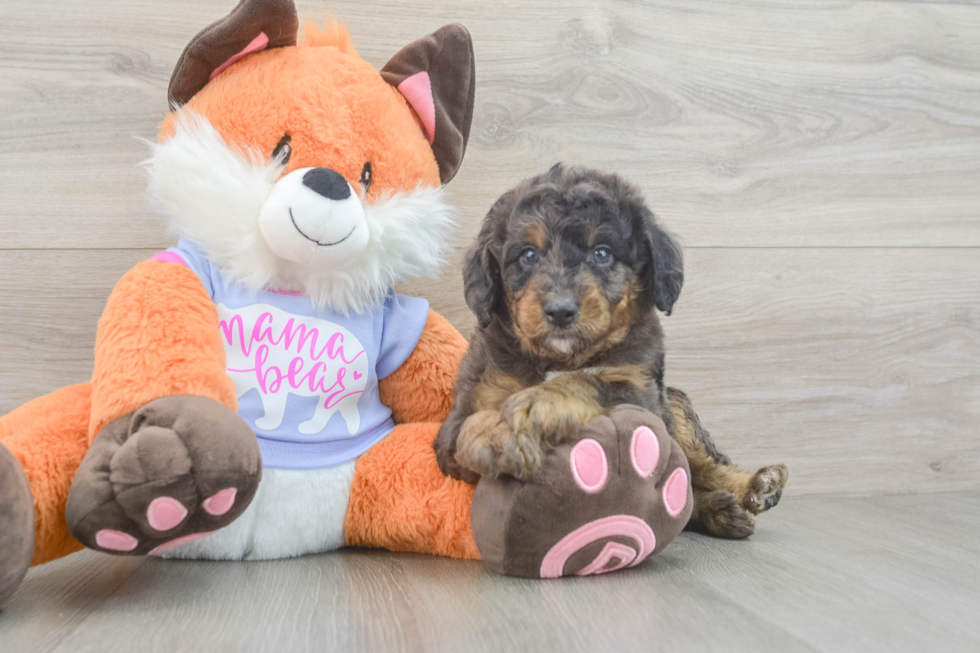 Mini Goldendoodle Puppy for Adoption