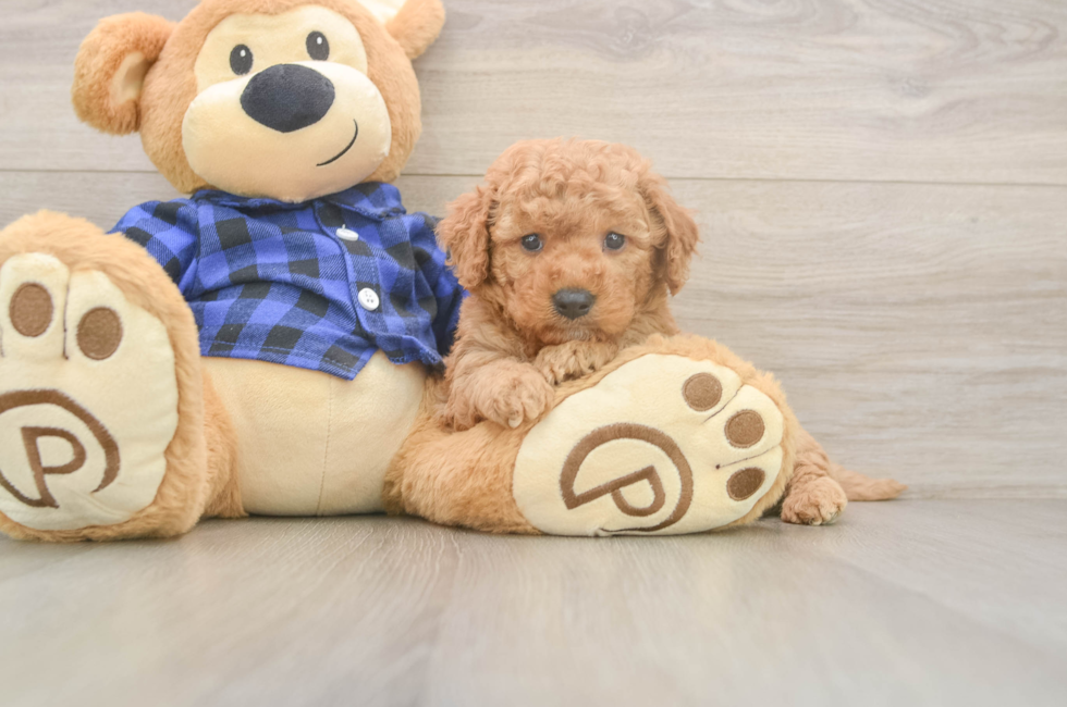 6 week old Mini Goldendoodle Puppy For Sale - Premier Pups