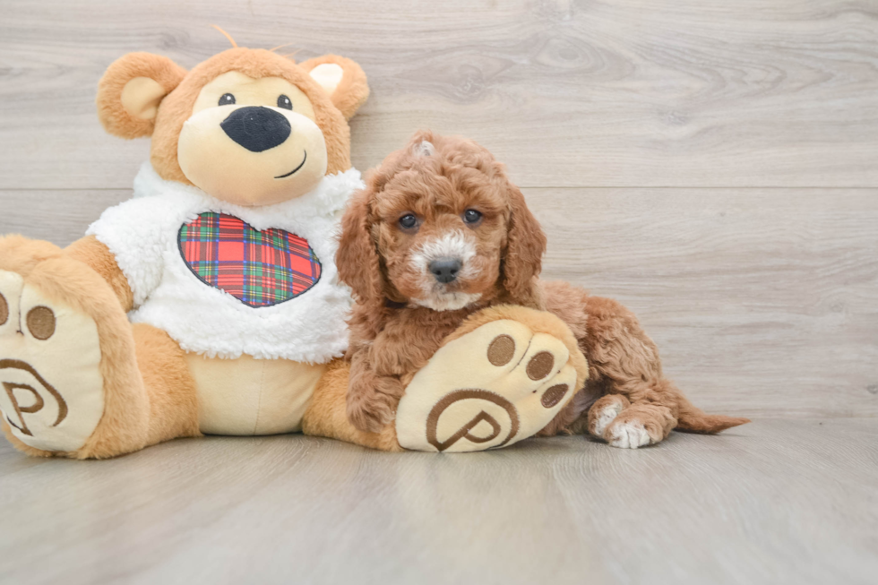 Best Mini Goldendoodle Baby