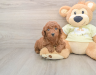 7 week old Mini Goldendoodle Puppy For Sale - Premier Pups