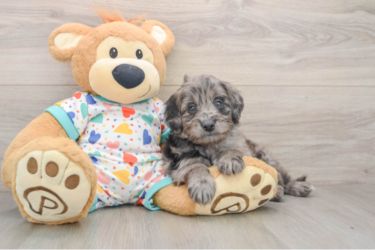 Petite Mini Goldendoodle Poodle Mix Pup