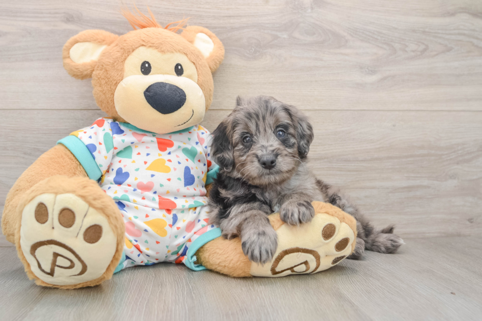 Petite Mini Goldendoodle Poodle Mix Pup