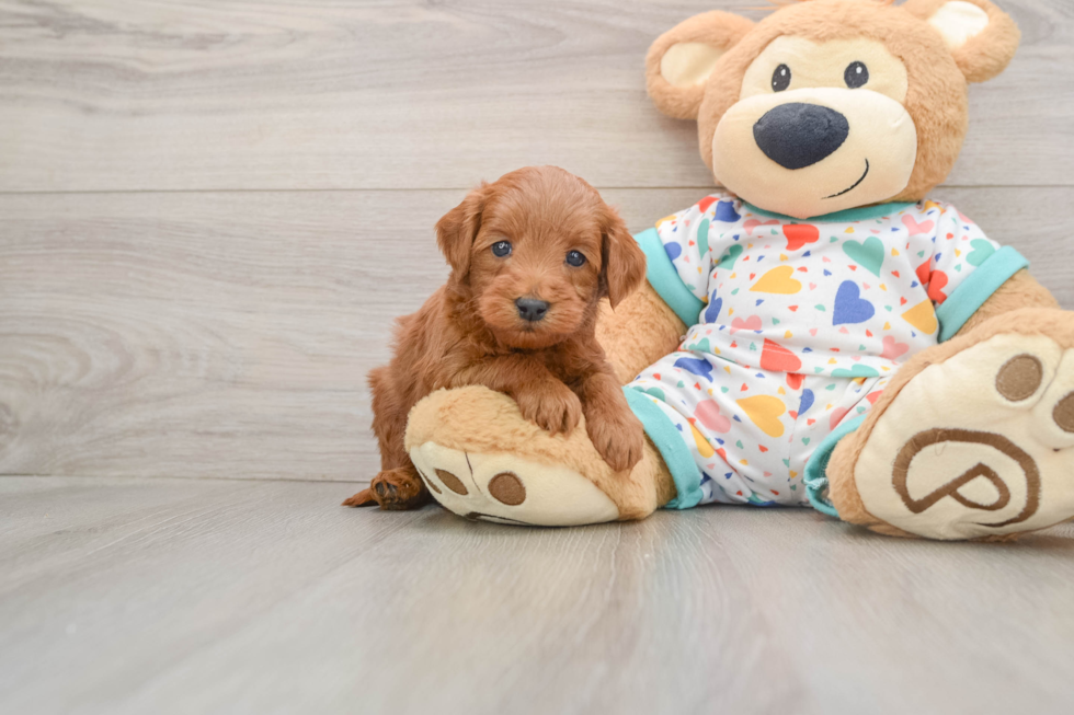 Mini Goldendoodle Puppy for Adoption