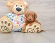 6 week old Mini Goldendoodle Puppy For Sale - Premier Pups