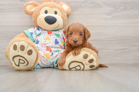 Small Mini Goldendoodle Baby