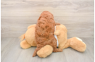 Sweet Mini Goldendoodle Baby