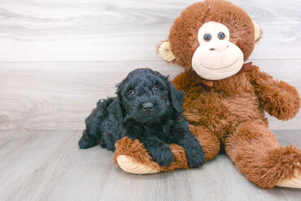 Mini Goldendoodle Puppy for Adoption