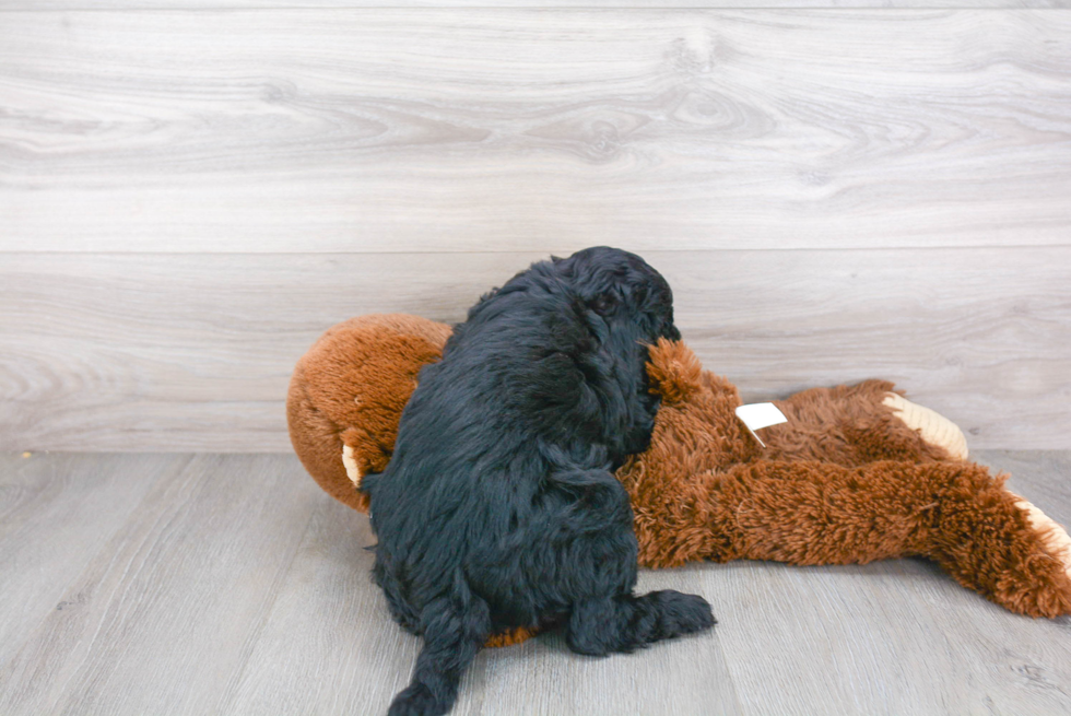 Energetic Golden Retriever Poodle Mix Puppy