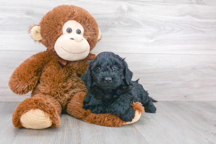 Best Mini Goldendoodle Baby