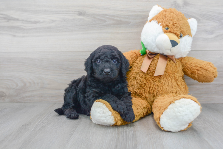 Sweet Mini Goldendoodle Baby