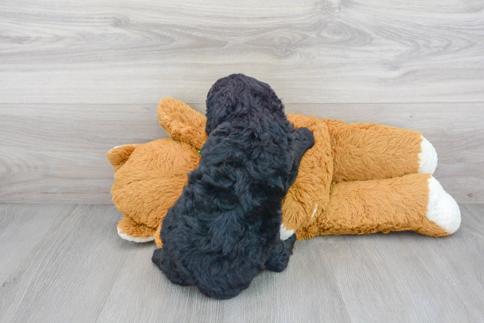 Petite Mini Goldendoodle Poodle Mix Pup