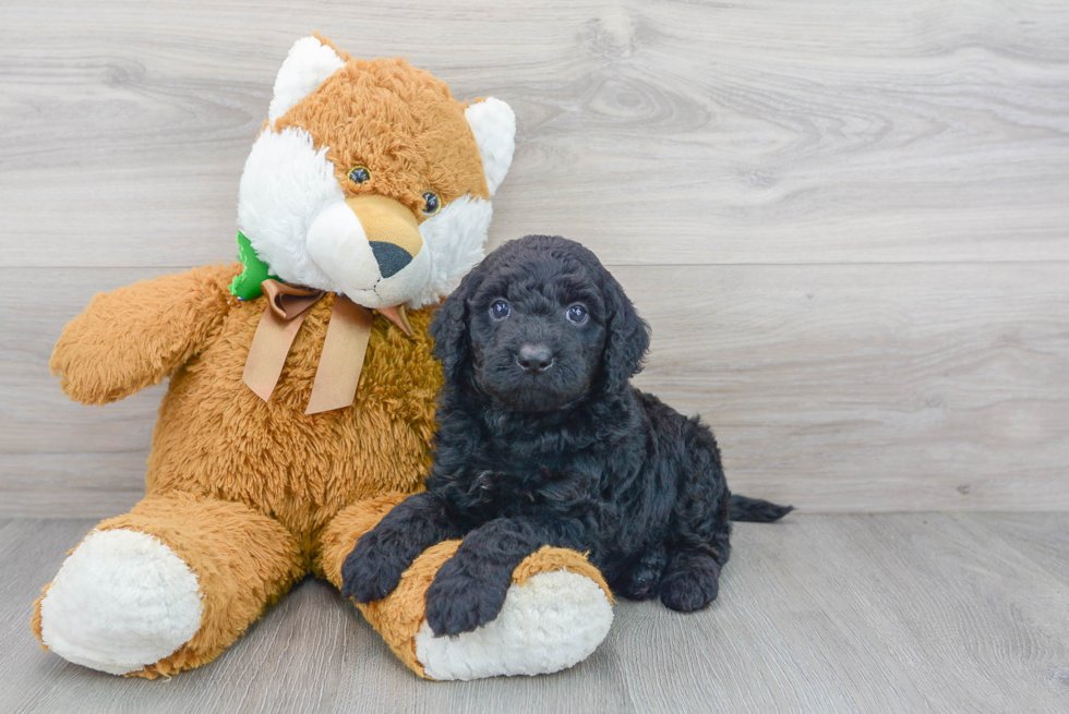 Little Golden Retriever Poodle Mix Puppy