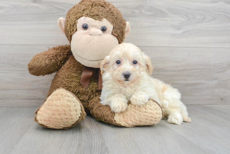 Friendly Mini Goldendoodle Baby