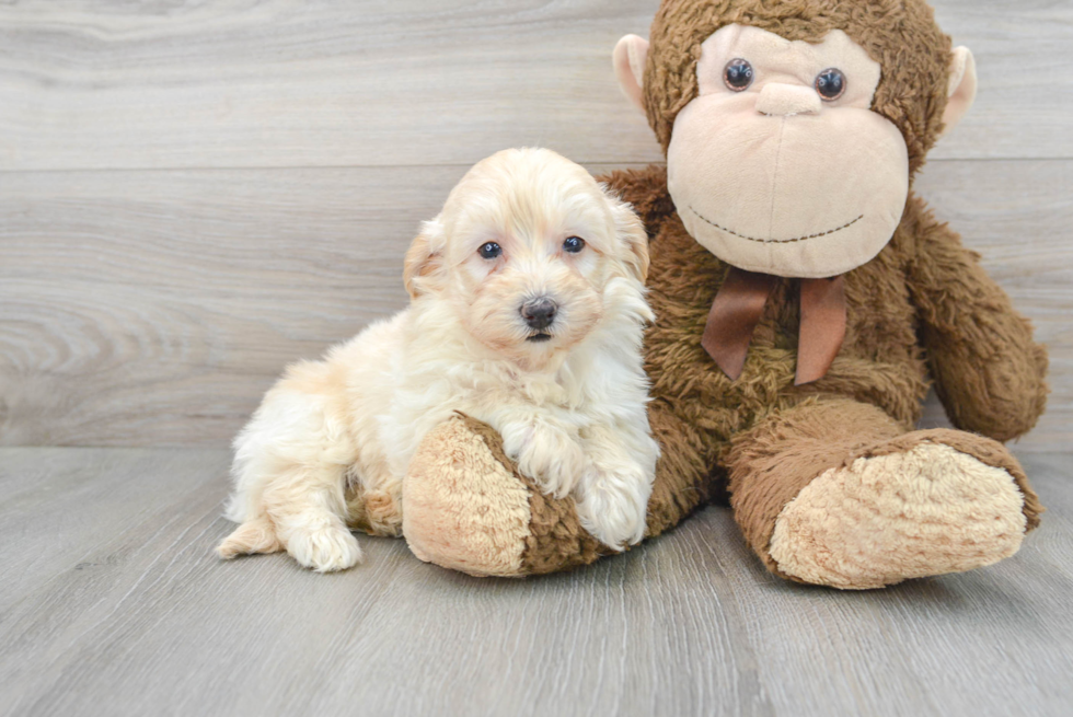 Best Mini Goldendoodle Baby