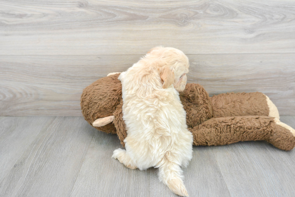 Little Golden Retriever Poodle Mix Puppy