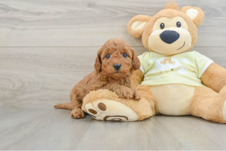 Best Mini Goldendoodle Baby