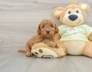 8 week old Mini Goldendoodle Puppy For Sale - Premier Pups