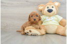 Best Mini Goldendoodle Baby