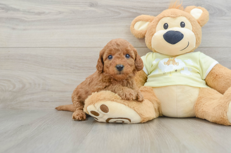 6 week old Mini Goldendoodle Puppy For Sale - Premier Pups