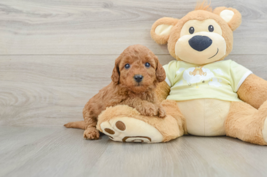 Best Mini Goldendoodle Baby