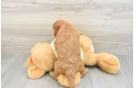 Mini Goldendoodle Puppy for Adoption