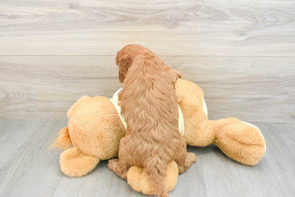 Mini Goldendoodle Puppy for Adoption