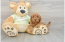 Funny Mini Goldendoodle Poodle Mix Pup