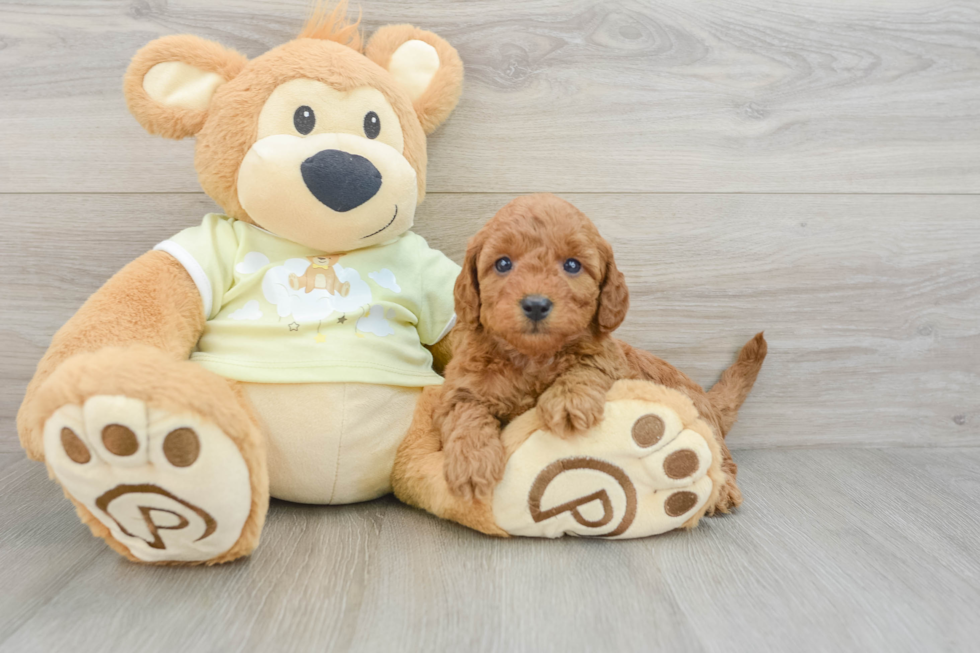 Funny Mini Goldendoodle Poodle Mix Pup