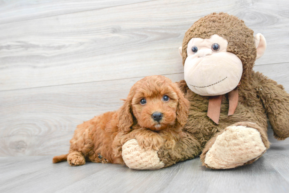 Mini Goldendoodle Puppy for Adoption