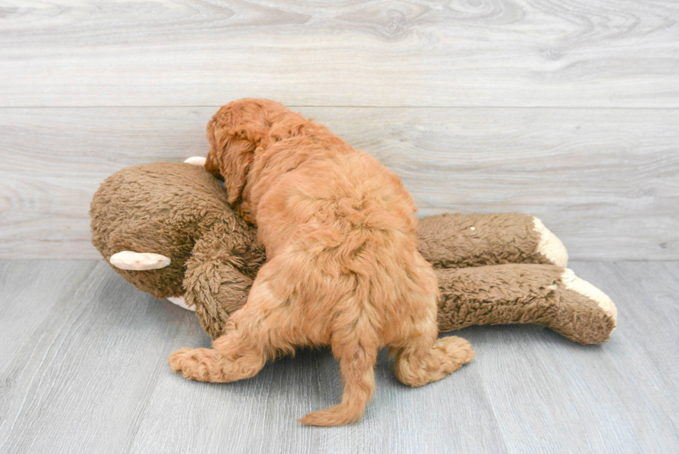 Little Golden Retriever Poodle Mix Puppy