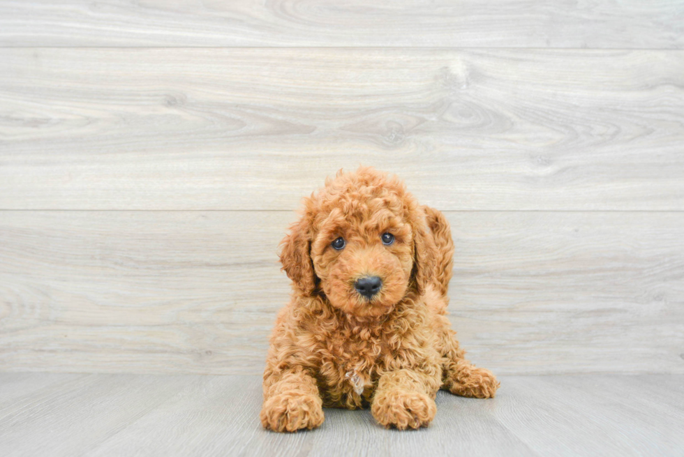 Best Mini Goldendoodle Baby